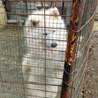 Samoyed, Köpek  Pamuk fotoğrafı