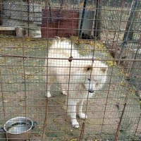 Samoyed, Köpek  Pamuk fotoğrafı