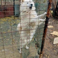 Samoyed, Köpek  Pamuk fotoğrafı