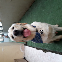 Labrador Retriever, Köpek  oskar fotoğrafı