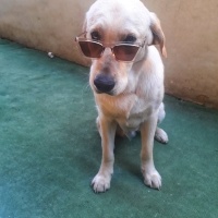 Labrador Retriever, Köpek  oskar fotoğrafı