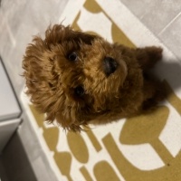 Poodle (Minyatür Kaniş), Köpek  Lili fotoğrafı