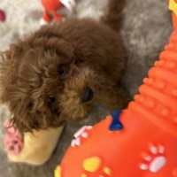 Poodle (Minyatür Kaniş), Köpek  Lili fotoğrafı