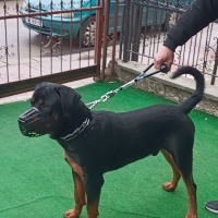 Rottweiler, Köpek  Boyka fotoğrafı