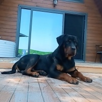 Rottweiler, Köpek  Boyka fotoğrafı