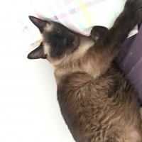 Siyam Kedisi, Kedi  Zeytin fotoğrafı