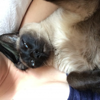 Siyam Kedisi, Kedi  Zeytin fotoğrafı