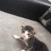 Tekir Kedi, Kedi  Lola fotoğrafı