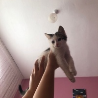 Tekir Kedi, Kedi  Sütlaç fotoğrafı