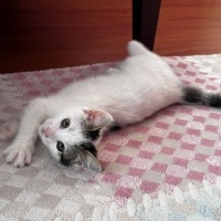 Tekir Kedi, Kedi  Sütlaç fotoğrafı