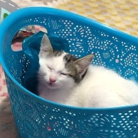 Tekir Kedi, Kedi  Sütlaç fotoğrafı