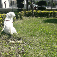 Maltese, Köpek  Köpük fotoğrafı