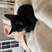 Bombay, Kedi  Luna fotoğrafı
