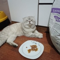 Scottish Fold, Kedi  Tosun paşa fotoğrafı