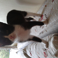 Tekir Kedi, Kedi  ZEYTİN fotoğrafı