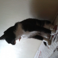 Tekir Kedi, Kedi  ZEYTİN fotoğrafı