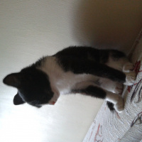 Tekir Kedi, Kedi  ZEYTİN fotoğrafı