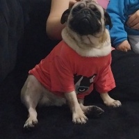 Pug, Köpek  Evinize neşe olacak bobi fotoğrafı