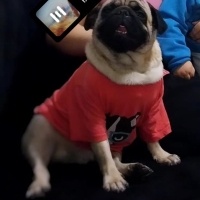 Pug, Köpek  Evinize neşe olacak bobi fotoğrafı