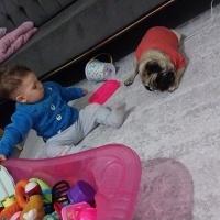 Pug, Köpek  Evinize neşe olacak bobi fotoğrafı