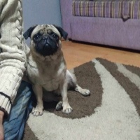 Pug, Köpek  Evinize neşe olacak bobi fotoğrafı