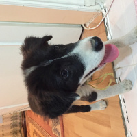 Border Collie, Köpek  Gındık fotoğrafı