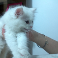 British Shorthair, Kedi  Angel fotoğrafı