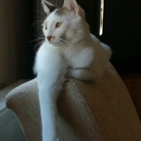 Tekir Kedi, Kedi  Mercan fotoğrafı