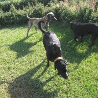 Sokö (Sokak Köpeği), Köpek  ZEYTİN fotoğrafı