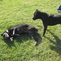 Sokö (Sokak Köpeği), Köpek  ZEYTİN fotoğrafı