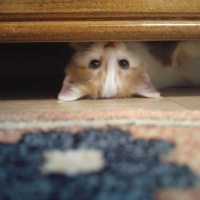 Tekir Kedi, Kedi  tarçın fotoğrafı