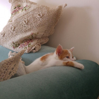 Tekir Kedi, Kedi  tarçın fotoğrafı
