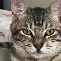 Tekir Kedi, Kedi  Dobby fotoğrafı