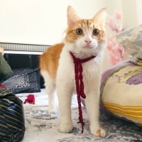 Tekir Kedi, Kedi  Behlül fotoğrafı
