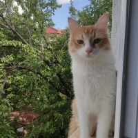 Tekir Kedi, Kedi  Behlül fotoğrafı