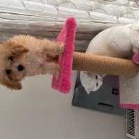 Poodle (Minyatür Kaniş), Köpek  Ares fotoğrafı