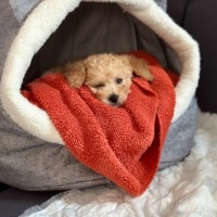 Poodle (Minyatür Kaniş), Köpek  Ares fotoğrafı