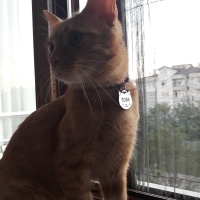 Sarman, Kedi  Tora fotoğrafı