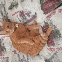 Sarman, Kedi  Tora fotoğrafı