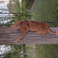 Sarman, Kedi  Tora fotoğrafı