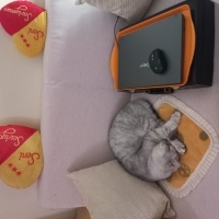Scottish Fold, Kedi  Duman fotoğrafı