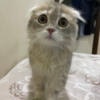 Scottish Fold, Kedi  fıstık fotoğrafı
