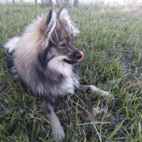 Pomeranyalı, Köpek  LODOS fotoğrafı