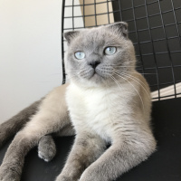 Scottish Fold, Kedi  ALFA fotoğrafı
