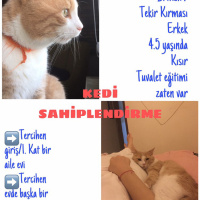 Tekir Kedi, Kedi  Sütlaç fotoğrafı