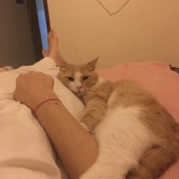 Tekir Kedi, Kedi  Sütlaç fotoğrafı