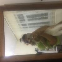 Tekir Kedi, Kedi  Sütlaç fotoğrafı
