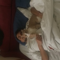 Tekir Kedi, Kedi  Sütlaç fotoğrafı