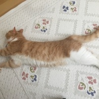 Tekir Kedi, Kedi  Sütlaç fotoğrafı