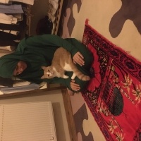 Tekir Kedi, Kedi  Sütlaç fotoğrafı